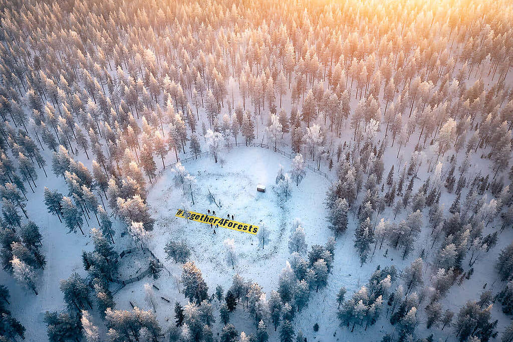 綠色和平與瑞典薩米族原住民攜手呼籲「#Together4Forests」，並發起連串行動，終促使瑞典國營伐木企業 Sveaskog 暫緩砍伐原始森林。 © Jason White / Greenpeace