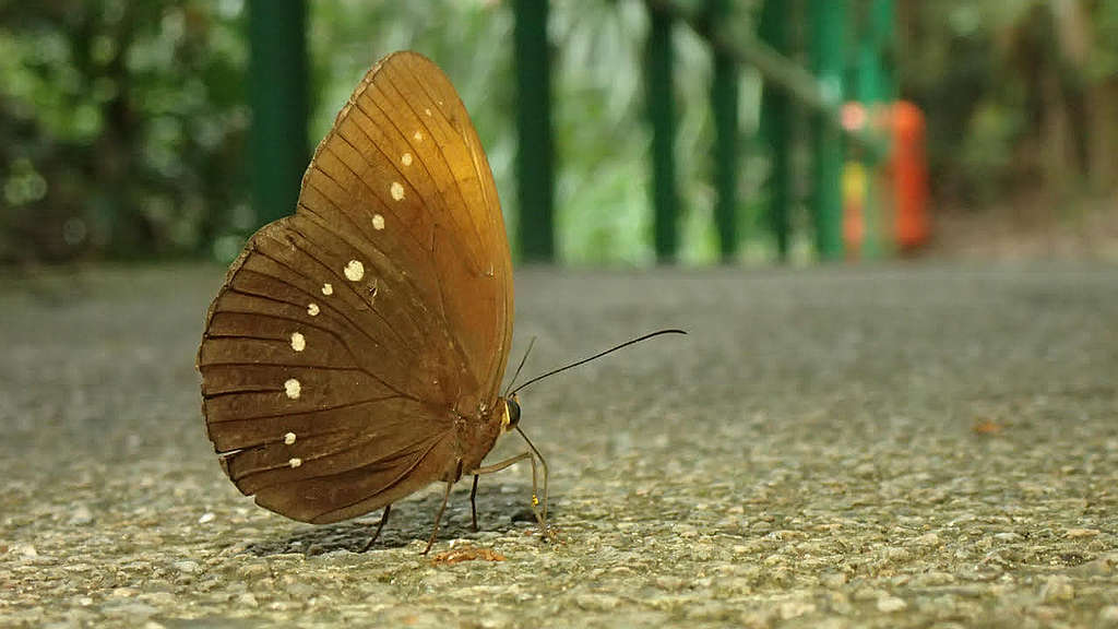 走在南丫島的路上，遇見串珠環蝶。 © 馬屎