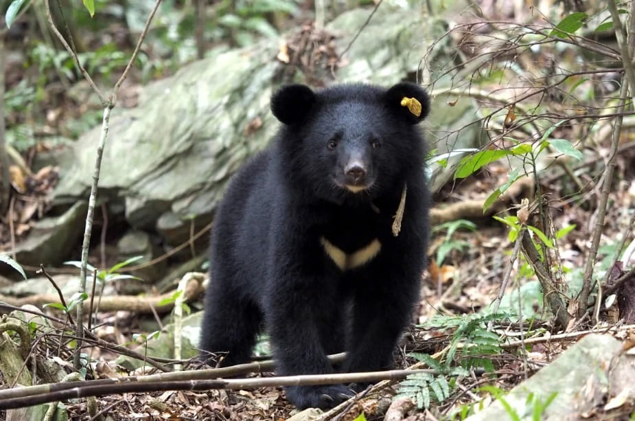 綠色和平針對 6 種台灣保育類野生動物,進行微塑膠污染調查,包括台灣黑熊(圖)、台灣水鹿、金門歐亞水獺、黃喉貂、石虎和櫻花鉤吻鮭。 © 行政院農業委員會林務局提供