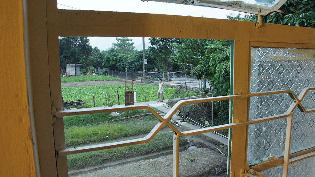 透過鐵窗花、壓花玻璃,從淳樸老舊村屋外望馬屎埔村 © 馬屎
