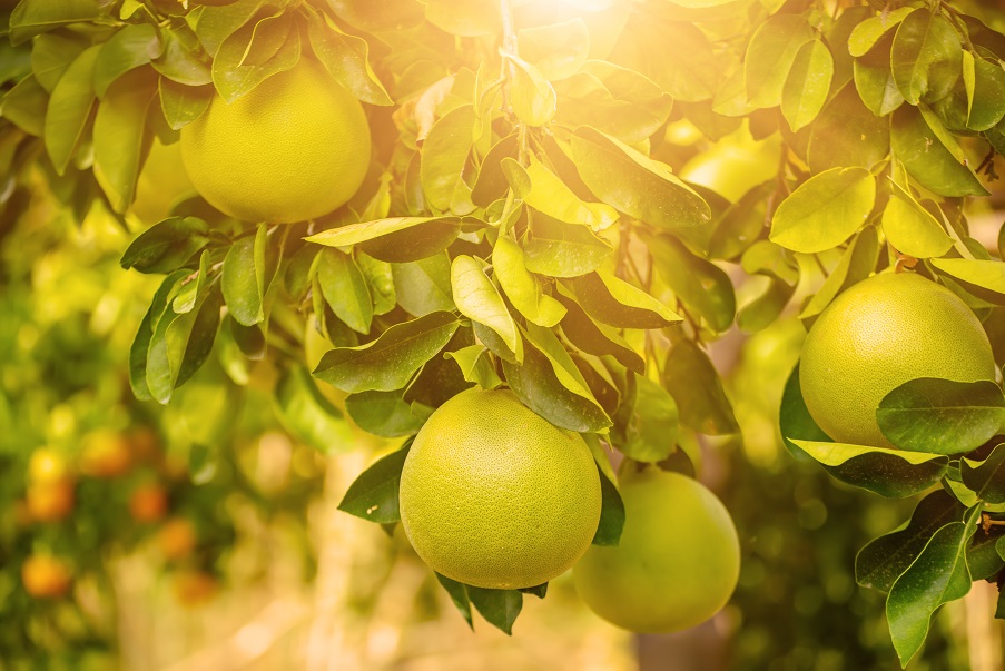 柚、碌柚、沙田柚，英文叫的 Pomelo ，是芸香科柑橘屬的植物，有香港的原生本地品種。© Shutterstock / Roxana Bashyrova