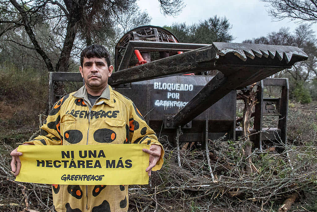 綠色和平阿根廷辦公室行動者在推土機履帶上繫鎖阻止前行，堵截非法毀林行徑。© Martin Katz / Greenpeace