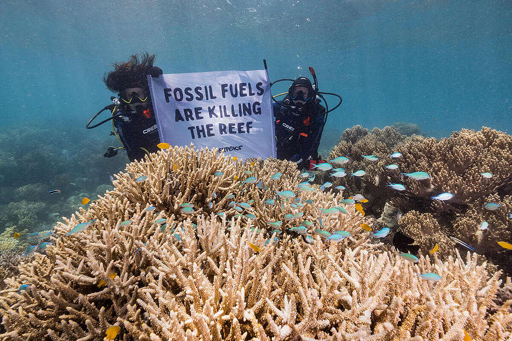 澳洲大堡礁近年多次發生大規模珊瑚白化，綠色和平今年 2 月特派潛水員監測珊瑚礁狀況。 © Greenpeace / Grumpy Turtle / Harriet Spark