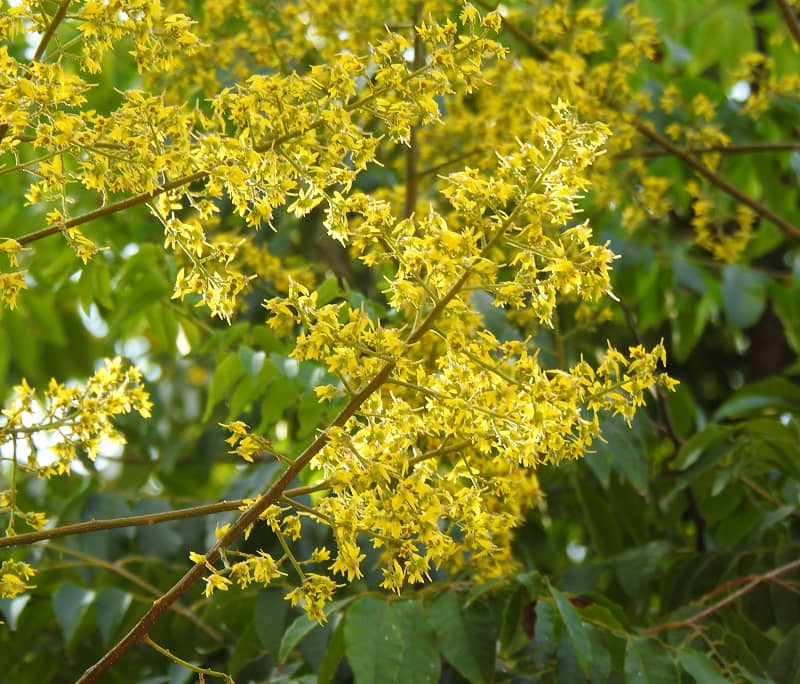 複羽葉欒樹開花，細小金黃花朵爆發光芒。 © helen yip