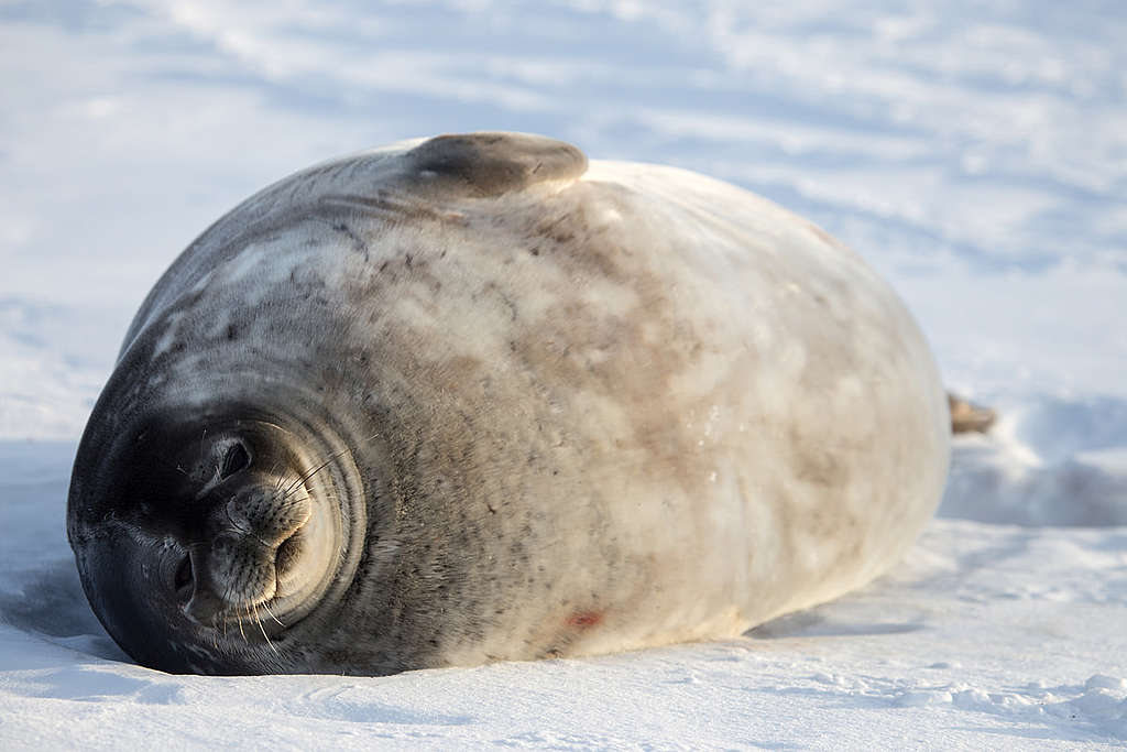 在南極洲的威德爾海冰(Weddell Sea Ice)上,細聽威德爾海豹(Weddell Seal)打鼻鼾的日子。 © Wilson Cheung