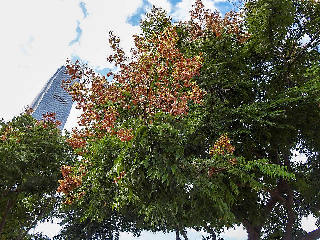2022 年 10 月初，龍和道上的複羽葉欒樹不少金黃花朵已經換上珊瑚紅色泡泡裙子，趕上果季。 © helen yip