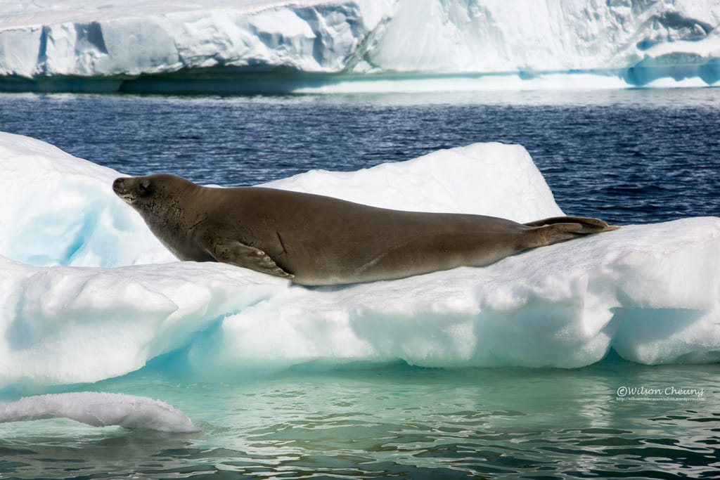 螃蟹海豹(Crabeater Seal)身上的疤痕,是豹海豹的所作所為。 © Wilson Cheung
