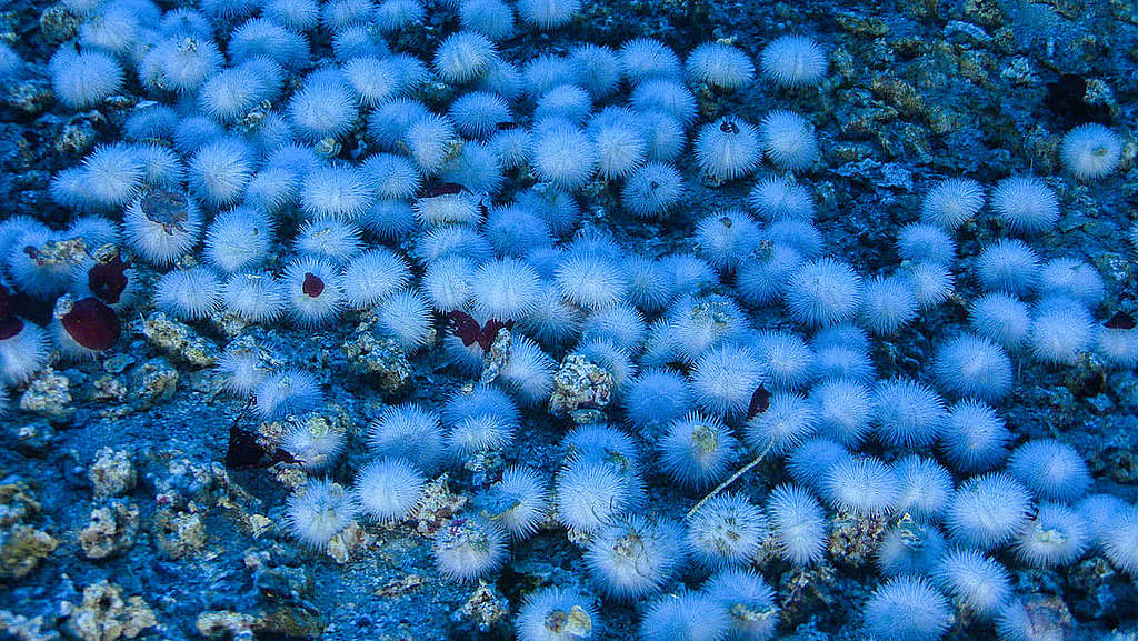  2017 年，綠色和平船艦希望號首度揭開亞馬遜珊瑚礁水底神秘面紗，當中包括見證這些「白海膽」（white sea urchins）。 © Greenpeace