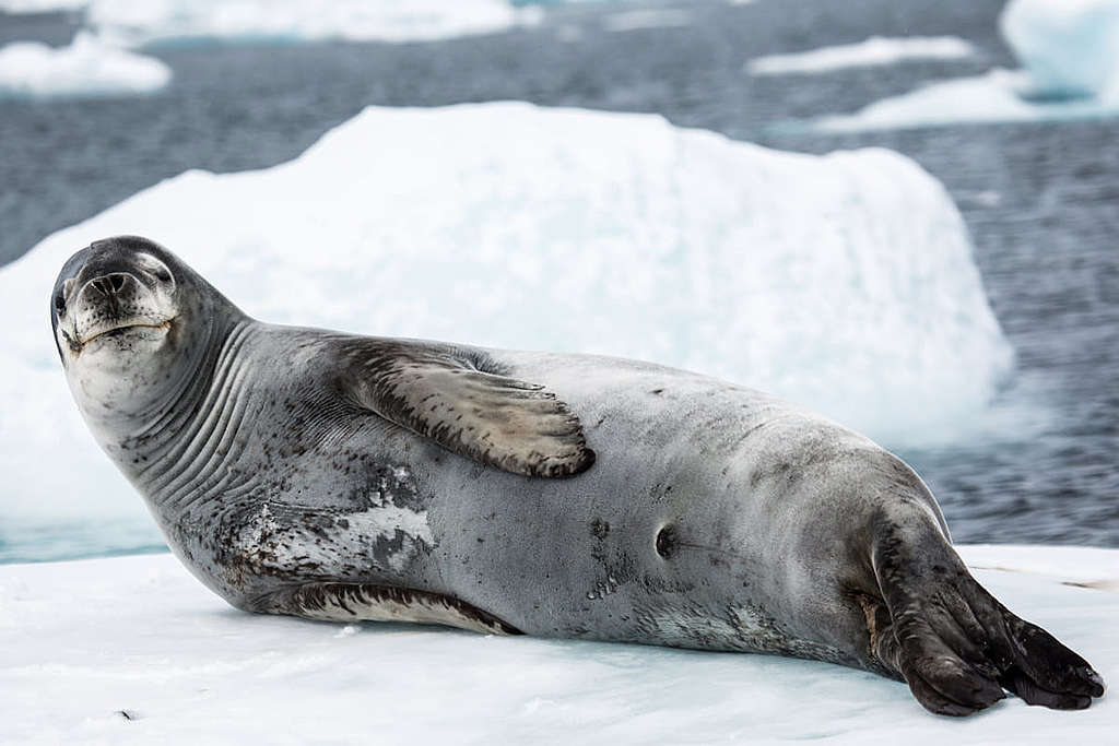 豹海豹(Leopard Seal)是南極洲的頂尖獵食者,牠在浮冰休息時也「目露凶光」盯視着我們。 © Wilson Cheung