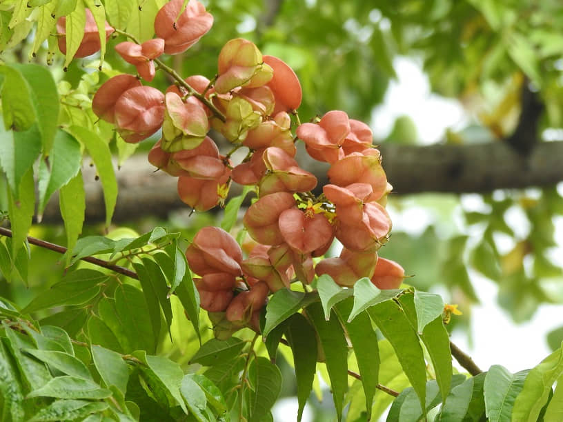 複羽葉欒樹的果子，3 塊苞片成燈籠狀，初結時青澀到淡粉紅。 © helen yip