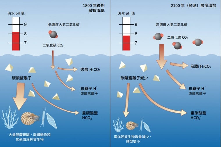 海洋酸化過程示意圖；摘自《30x30 熱「浪」來襲：氣候危機當前，海洋保護刻不容緩》報告（中文版）。 © Greenpeace 