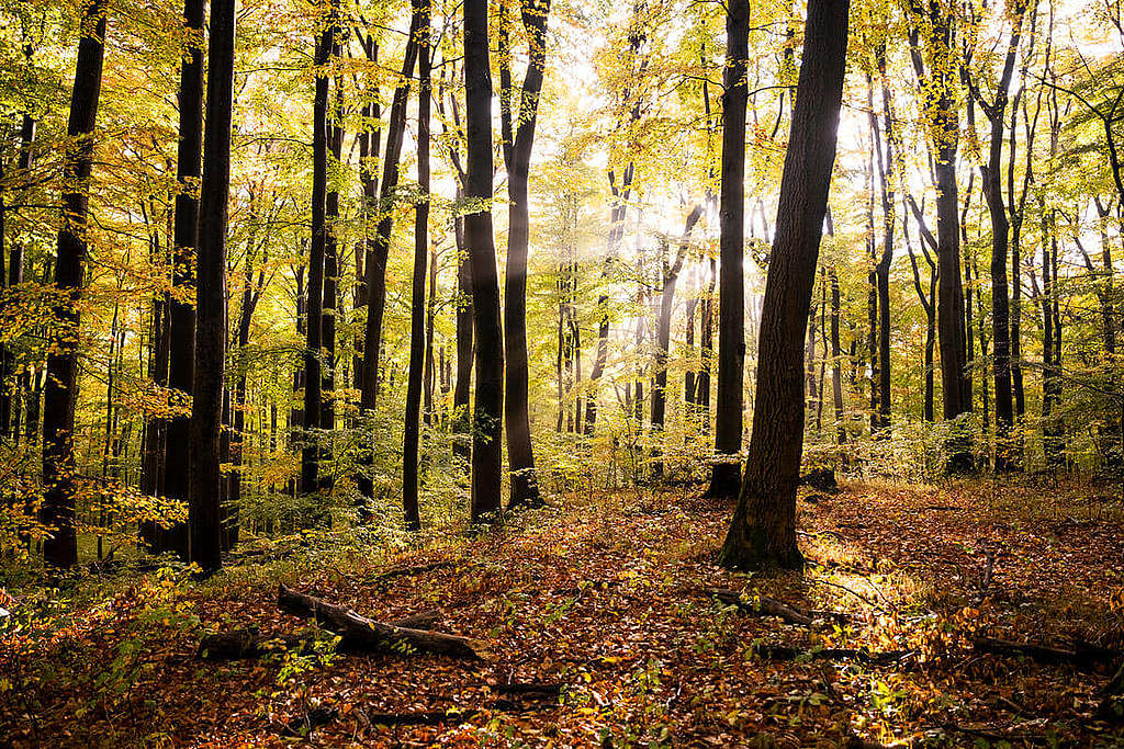 海尼希國家公園（Hainich National Park）森林景貌。 © Roman Pawlowski / Greenpeace