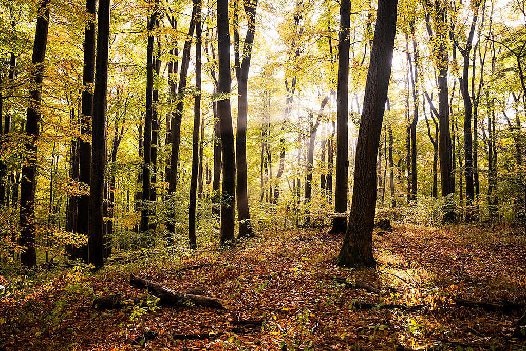 海尼希國家公園(Hainich National Park)森林景貌。 © Roman Pawlowski / Greenpeace