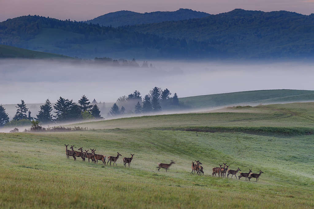 喀爾巴阡山脈（Carpathians）森林美景。 © Adam Lawnik / Greenpeace