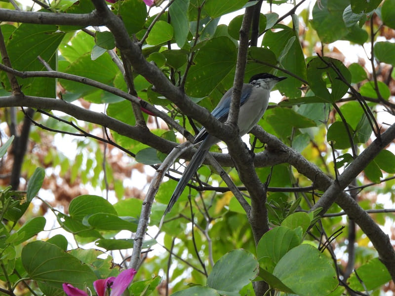 灰喜鵲翼上羽毛的色調優美，呈灰藍色。 © helen yip