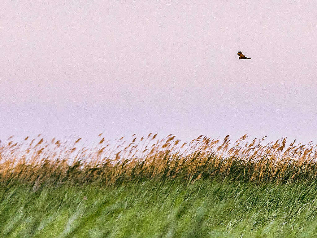 新錫德爾湖/費爾特湖（Lake Neusiedl/Fertő）景緻。 © Mitja Kobal / Greenpeace