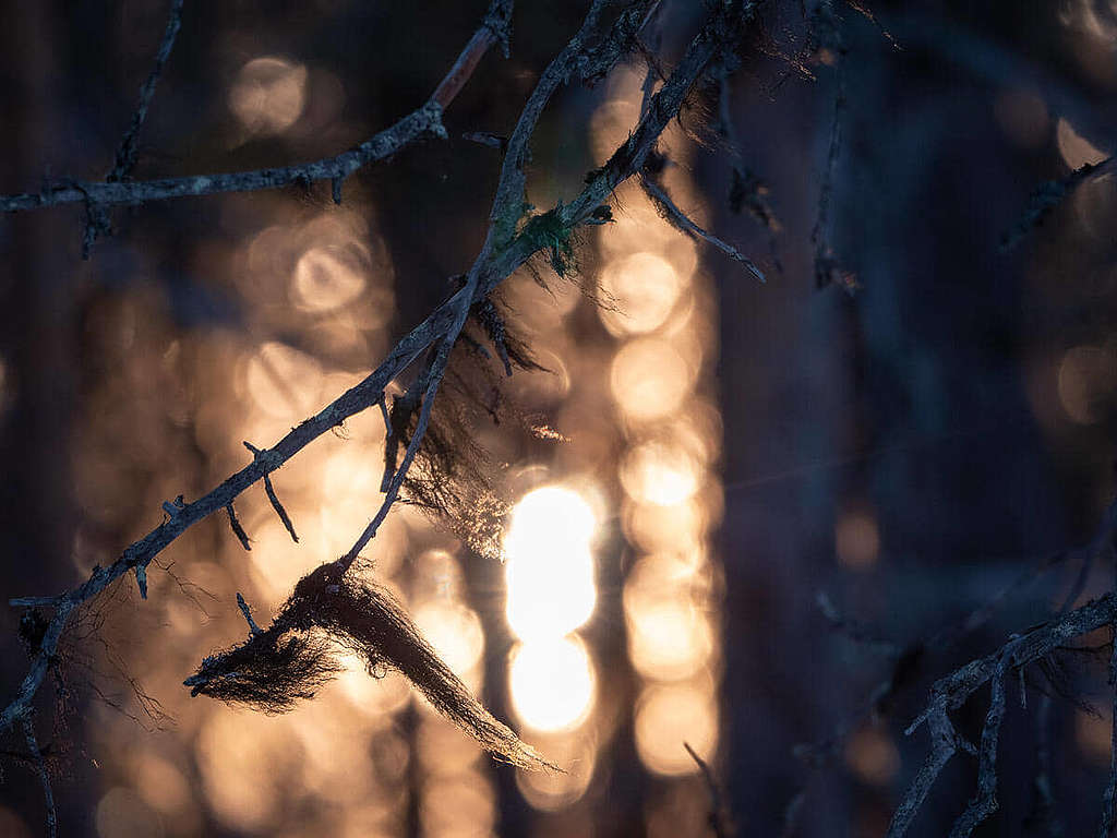 北方森林(Northern Forests)風貌。 © Rasmus Törnqvist / Greenpeace