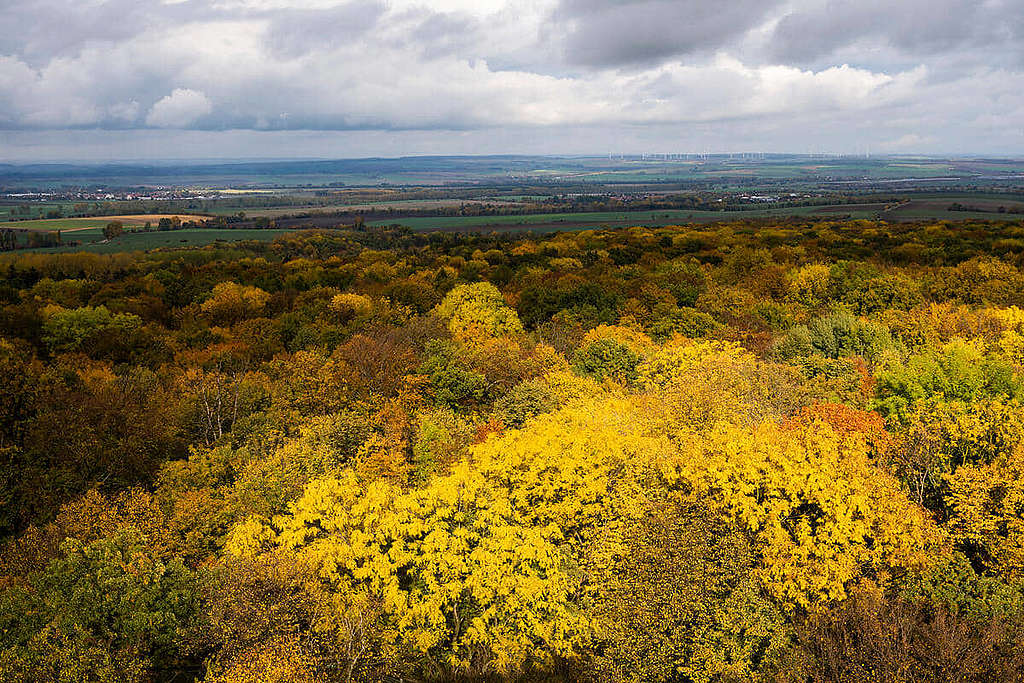 海尼希國家公園（Hainich National Park）森林景貌。 © Roman Pawlowski / Greenpeace