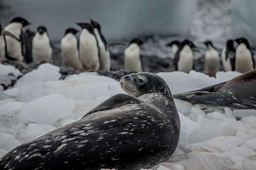 威德爾海豹與阿德利企鵝「翹首以待」多年的南極海洋保護區，在南極海洋委員會現行機制下再次失諸交臂。 © Tomás Munita / Greenpeace