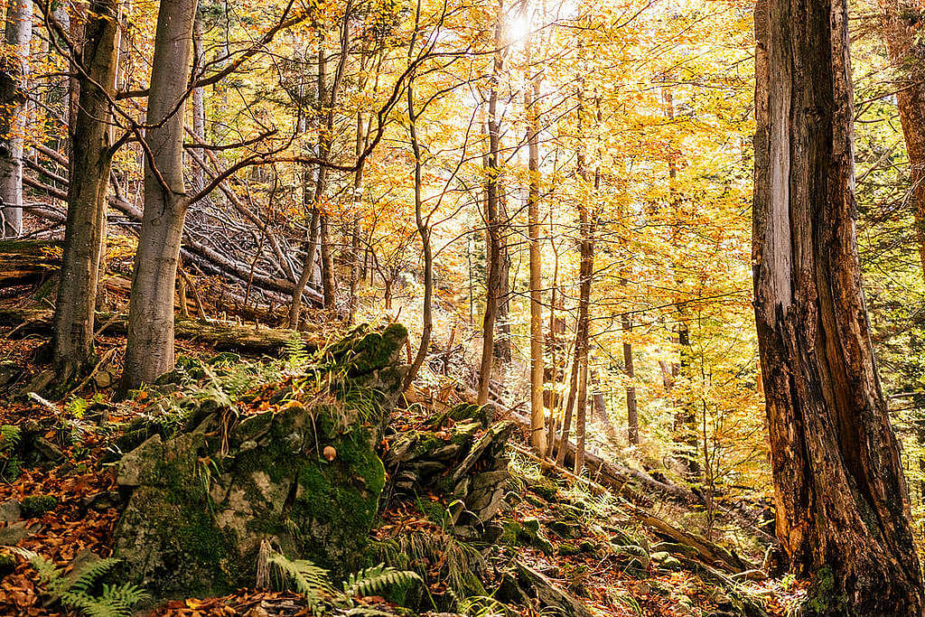 喀爾巴阡山脈（Carpathians）森林美景。 © Max Zielinski / Greenpeace