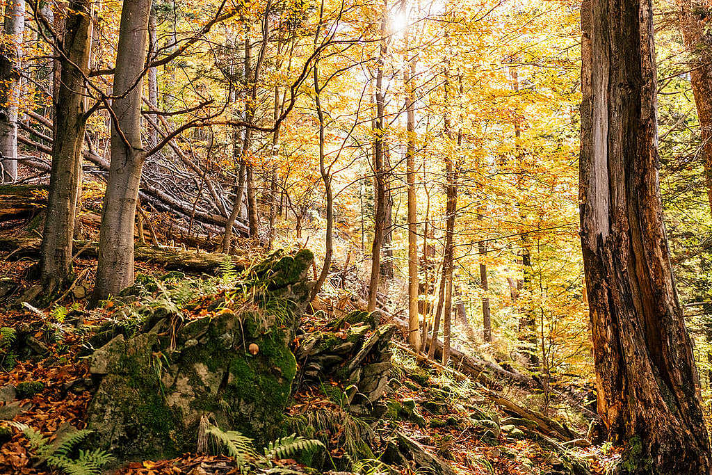 喀爾巴阡山脈(Carpathians)森林美景。 © Max Zielinski / Greenpeace
