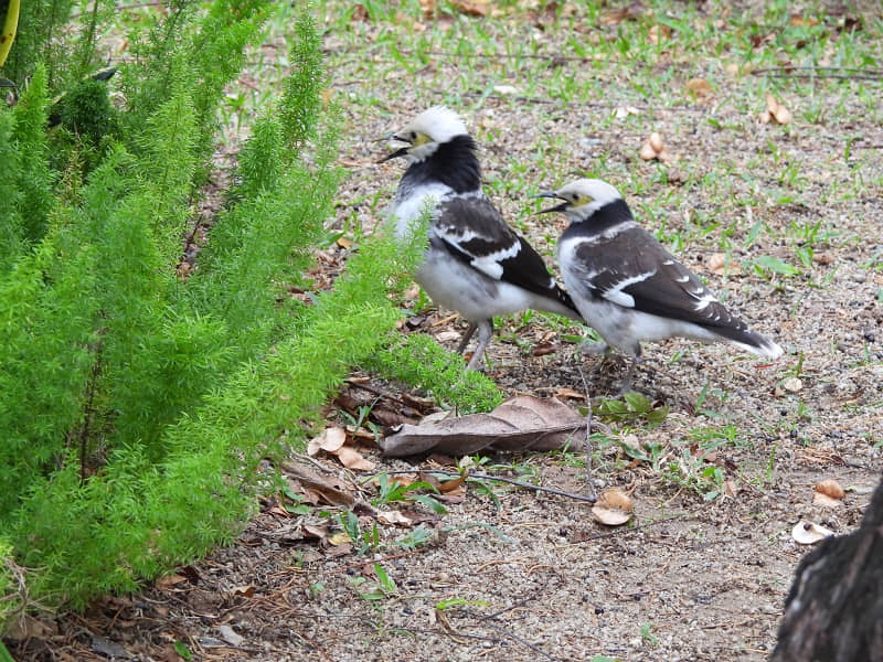 黑領椋鳥叫聲嘹亮,喜歡於草地步行而過,充滿詼諧感。 © helen yip