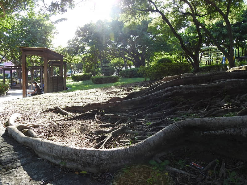 公園內綠意盅然,夏日艷陽下是街坊、遊人納涼的好地方。 © helen yip