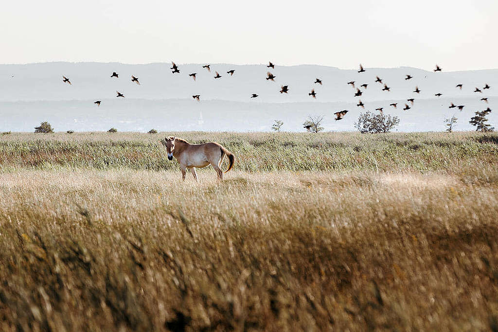 新錫德爾湖/費爾特湖(Lake Neusiedl/Fertő)景緻。 © Mitja Kobal / Greenpeace