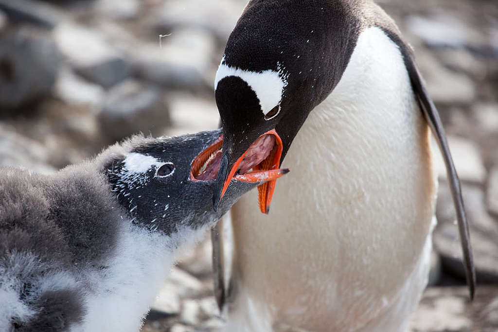 巴布亞企鵝（Gentoo Penguin）父母將從南冰洋捕獲的磷蝦，餵飼給牠們的小孩子。 © Wilson Cheung