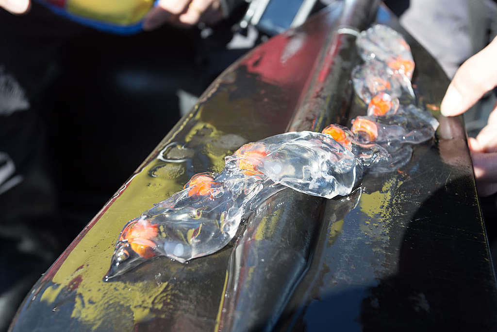 在南冰洋發現愈來愈多的樽海鞘(Salp)。 © Wilson Cheung