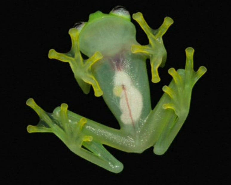 《BBC 中文》短片《品種新發現──「玻璃蛙」》截圖。 （按圖觀賞短片）