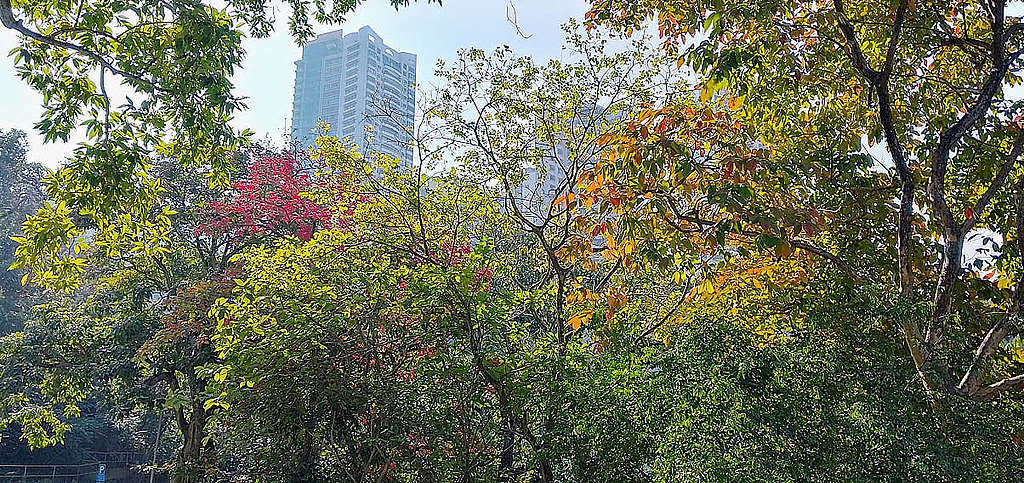 二十四節氣由小寒到大寒,隆冬氣溫進一步下降,落葉樹的樹葉轉黃變紅而後脫落,然後隨大地萬物靜待冬去春來。© helen yip