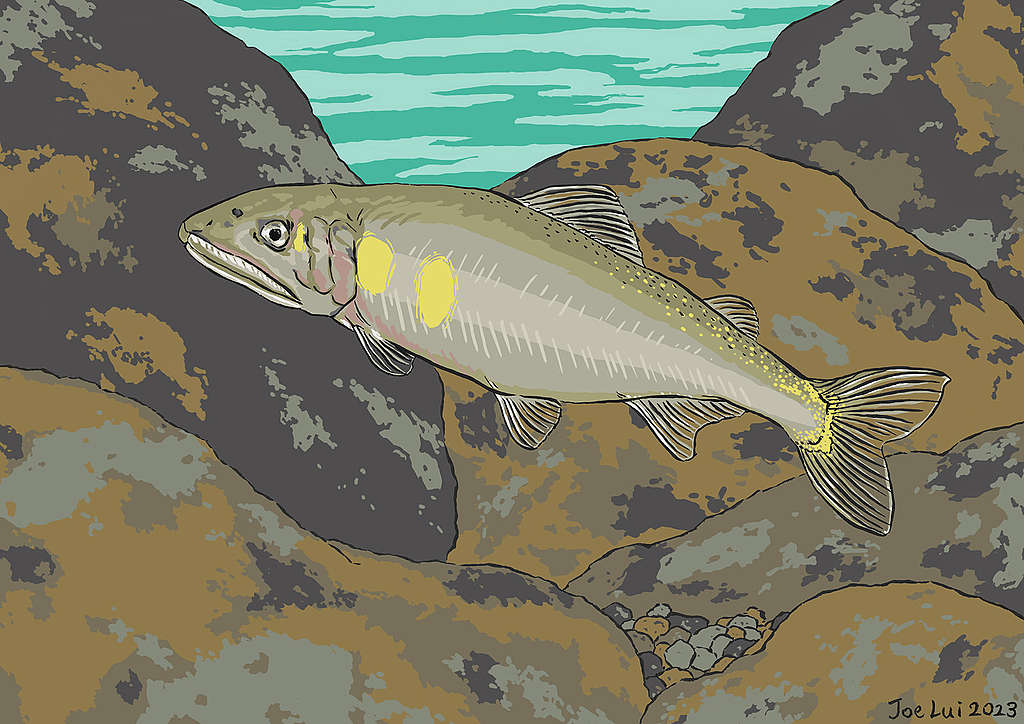 【等着你回來:香港生態圖畫故事】香魚。 © 呂朗婷
