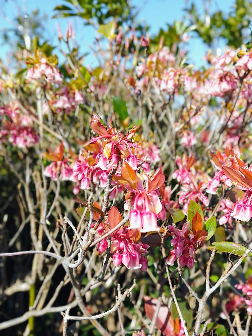 最「香港」最「年花」的本土植物，吊鐘花：每年初春，香港郊野多處可見的美麗風景。農曆年期間走上大潭郊野公園的紫羅蘭山，一路見到吊鐘，有些初現花蕾，也有燦爛盛放的。 © helen yip