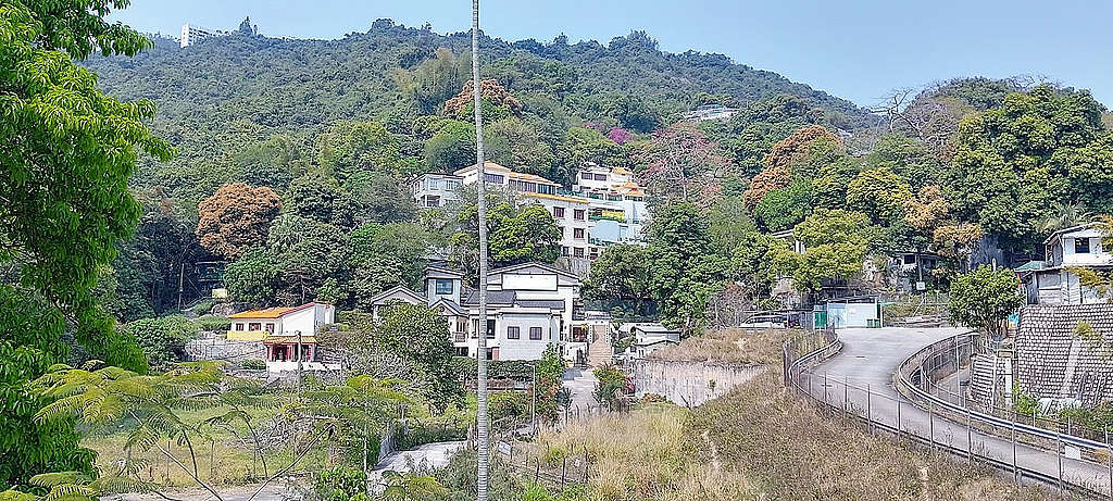 沙田上和輋山坡春色，有深淺不同的綠，多處棕黃色的是花朵盛開的芒果樹；圖中樓房靠右有一棵開花的木棉，木棉頂左側紫紅色的是勒杜鵑。© helen yip