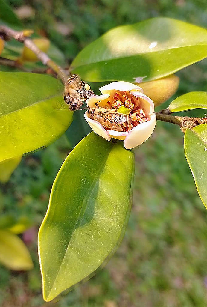 現在是含笑花季，含笑花香味甜如香蕉，兩隻小蜜蜂忙着在花苞中採蜜。上方蜜蜂的腿上的花粉球，看到嗎？© helen yip