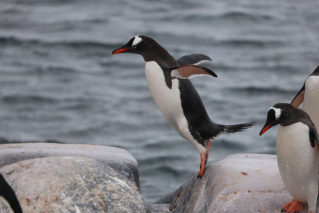 巴布亞企鵝「展翅」穿越岩石。 © Wilson Cheung