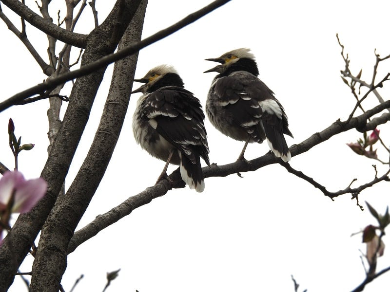 黑領椋鳥也是香港常見的鳥類，比麻雀大 2 至 3 倍，覓食時以步行方式於地上找尋，日常習慣站立樹上鳴叫，叫聲嘹亮。© helen yip