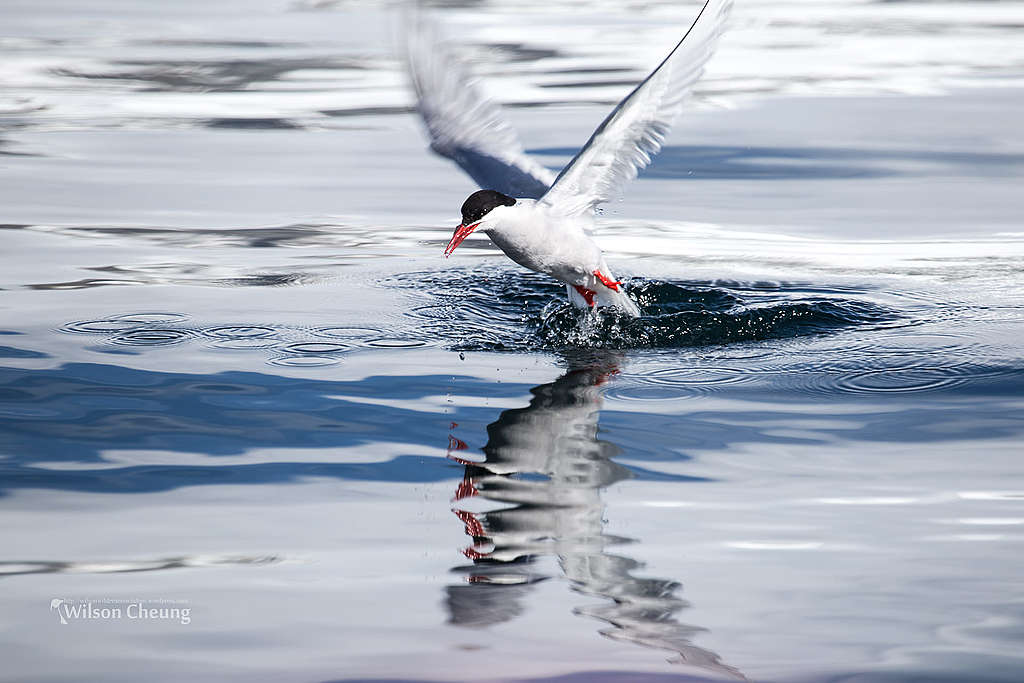 北極燕鷗從北半球遷徙到南半球，可能對南極生態帶來影響。 © Wilson Cheung