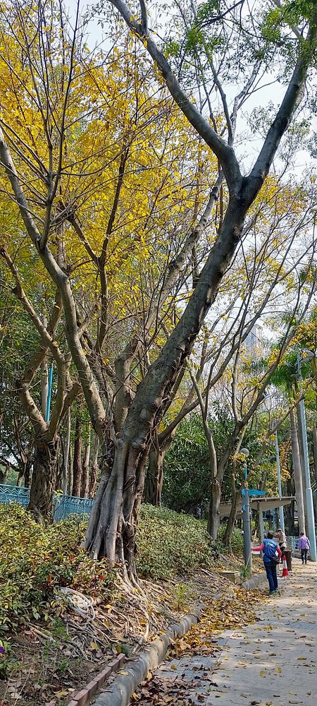 大葉榕樹葉會在幾天內霎時變黃落下，隨之葉芽冒出；一場春雨後，新綠小葉幾日間褪下粉色葉芽苞片，轉換幾次綠裝後長成大葉。每個春天，大葉榕葉片的枯榮，也是季節和生命交替的演繹。 © helen yip