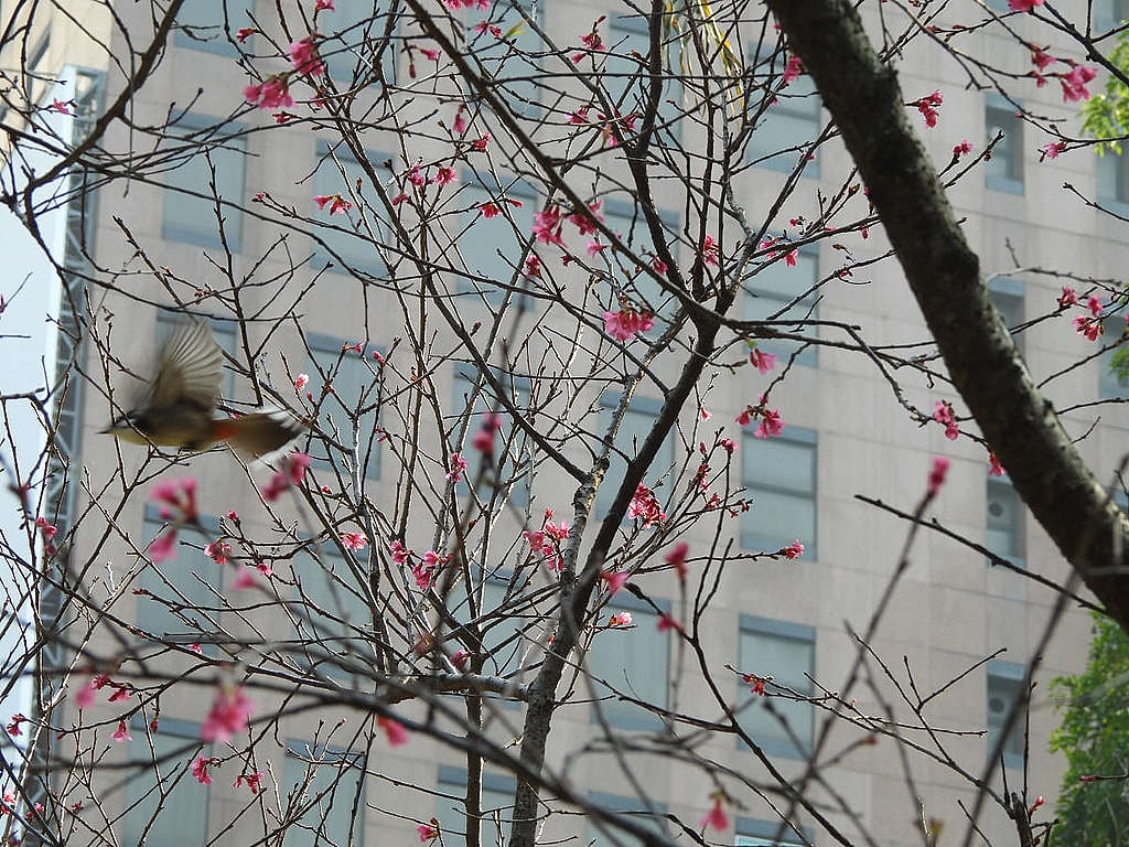 春季步入中段，鐘花櫻桃花季到尾聲，鳥兒顯得活躍。© helen yip