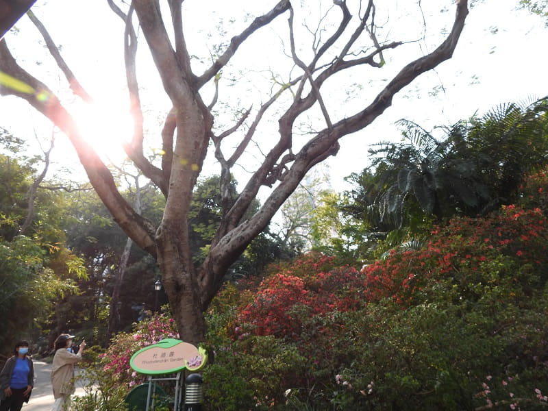 動植物公園杜鵑盛放，春意滿盈。賞花必定是香港人 3 月打卡清單其中一項，提議你在清單上加上新目標——昆蟲。© helen yip