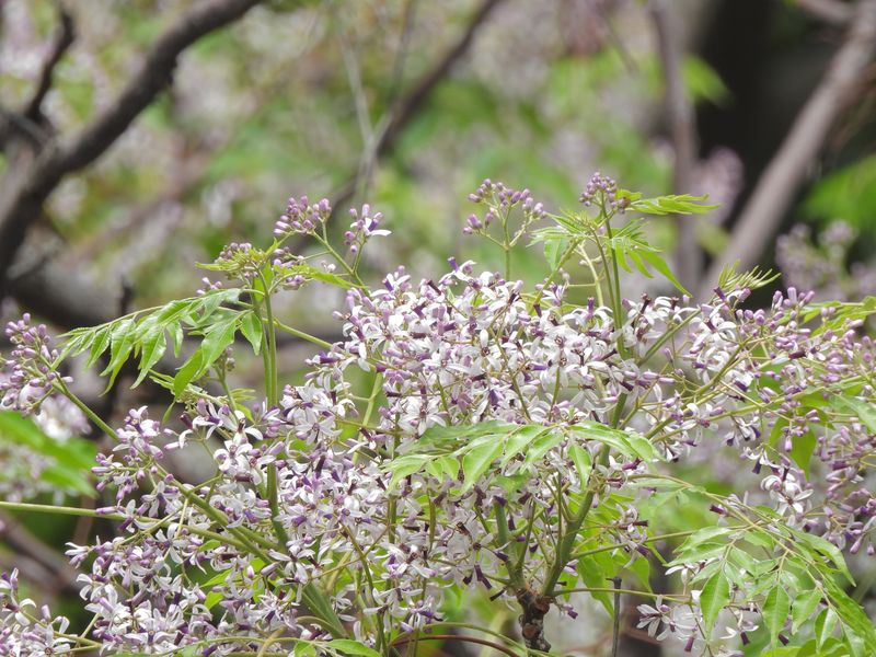 近看苦楝的花朵，很貼切英文名字 Persian Lilac「波斯紫丁香」。每年花季，禁不住追逐苦楝的花香，且以相機鏡頭協助細賞。（留意，苦楝樹葉同樣玲瓏優美） © helen yip