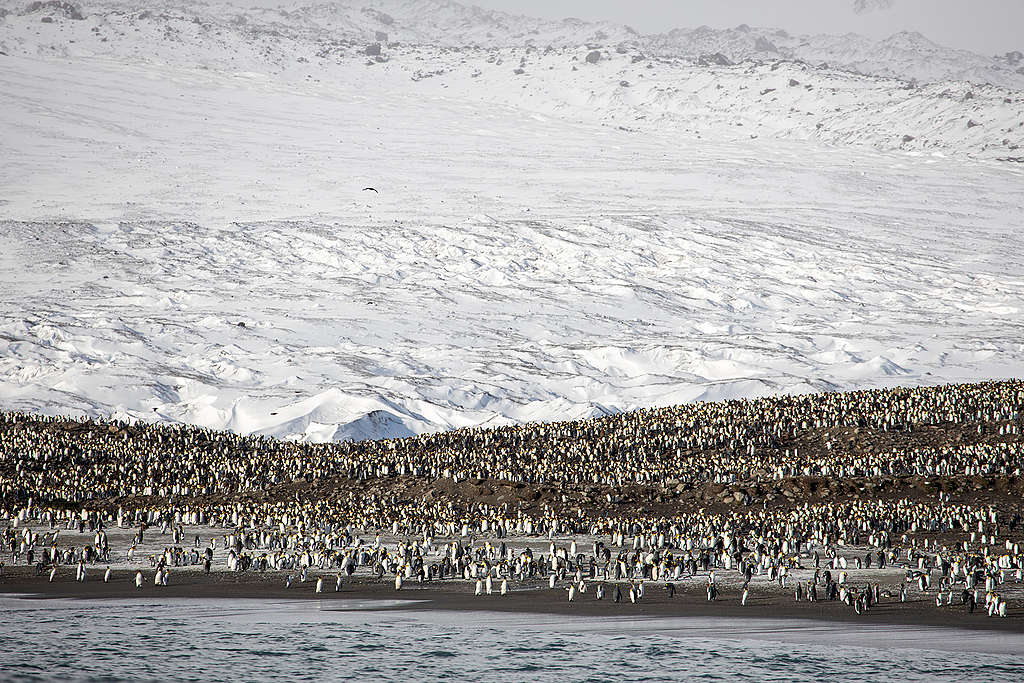 南冰洋及其強大的南極繞極流猶如一道天然地理屏障，形成南極的獨特生態系統，也令企鵝成為南極洲唯一的「永久居民」。 © Wilson Cheung