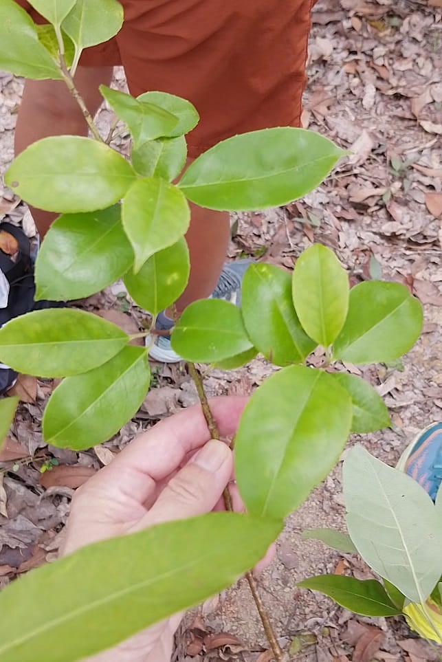 “One tree at a time.” 2023 年 5 月,我在香港的林間種了 5 棵樹──守護森林,可由每次一棵樹開始。© helen yip