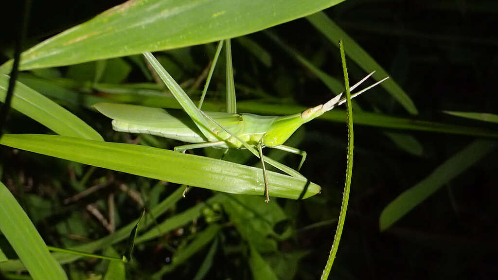 以草葉為食物的中華劍角蝗。 © 馬屎