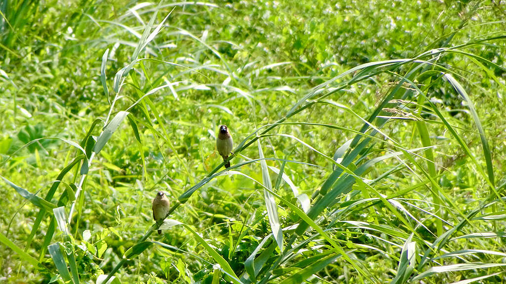 食芒草種子的白腰文鳥。 © 馬屎