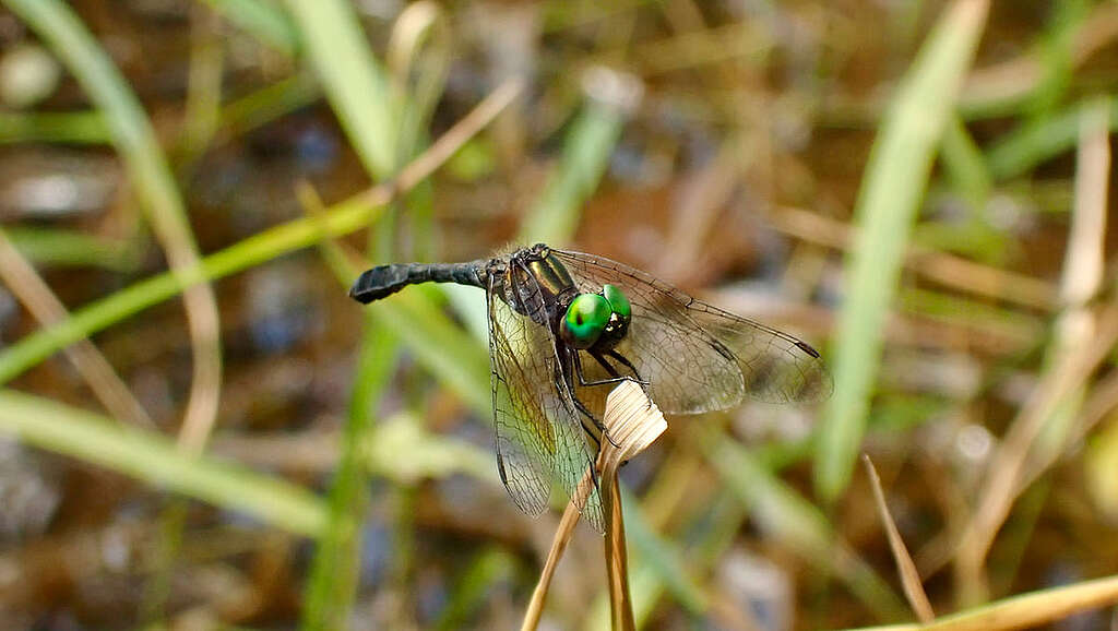 停棲在草上的膨腹斑小蜻。 © 馬屎