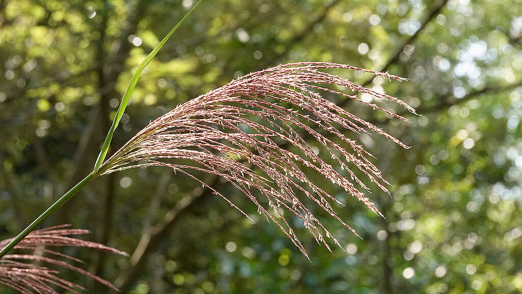 禾本科典型的羽狀花序。 © 馬屎