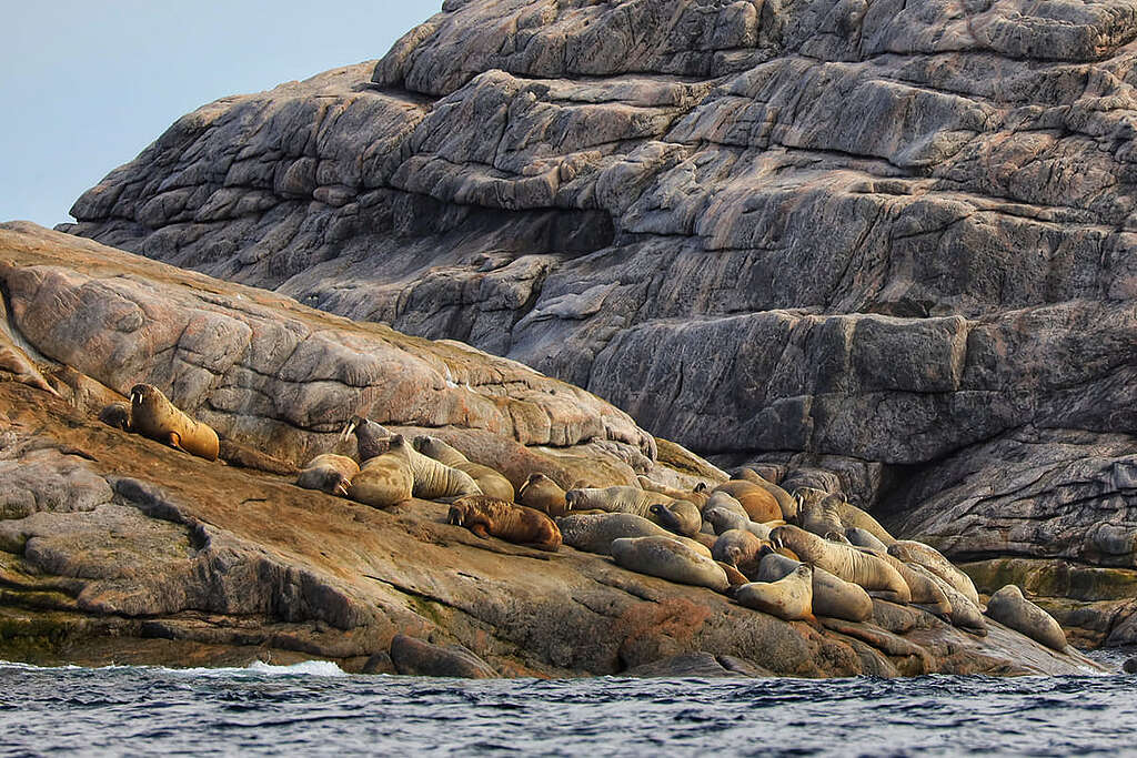 隨着海冰面積消退，北極海象群的數目亦不斷減少。 © Wilson Cheung